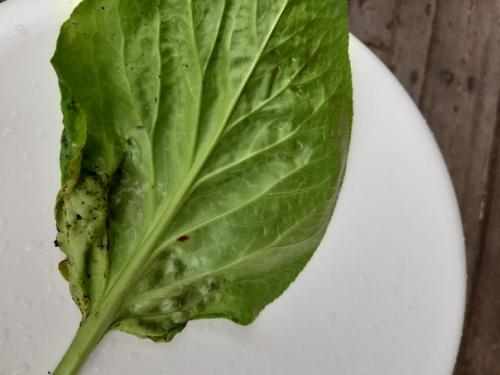 Уважаемые садоводы, подскажите пожалуйста. 03