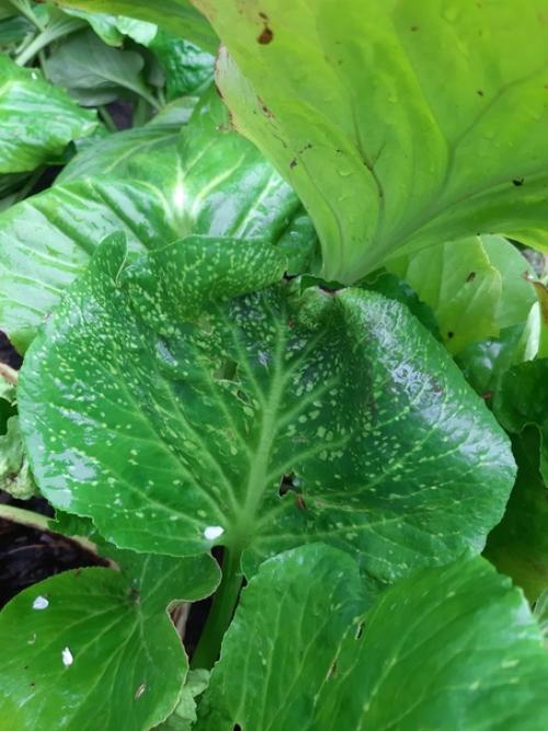 Уважаемые садоводы, подскажите пожалуйста.