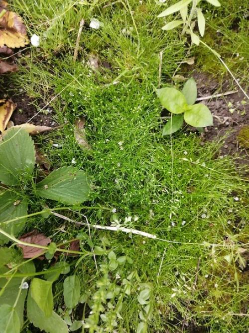 Здравствуйте.  Подскажите, пожалуйста, что за растение? 01