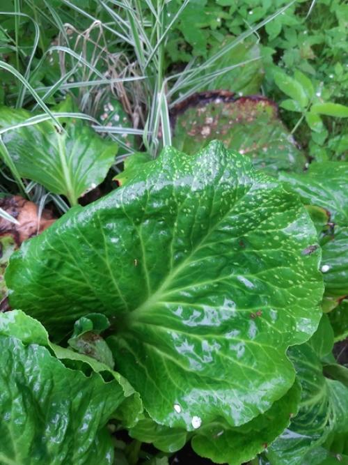 Уважаемые садоводы, подскажите пожалуйста. 01