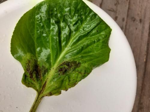 Уважаемые садоводы, подскажите пожалуйста. 02