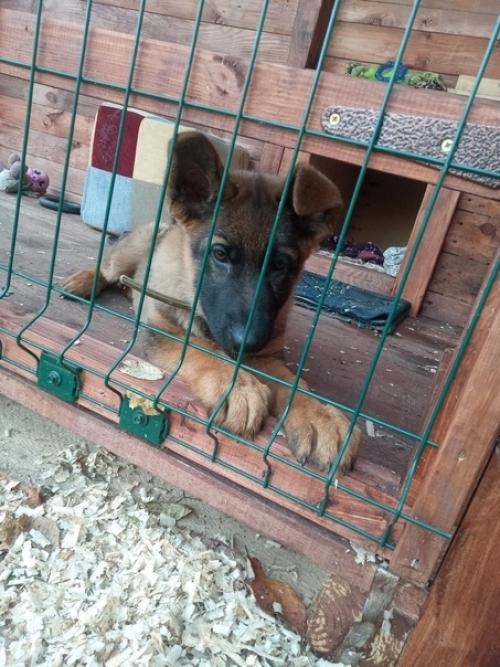 Вольер для собаки своими руками. 04