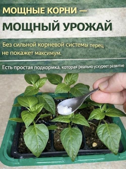 Мы укрепляем корневую систему рассады перца для будущего урожая. 

