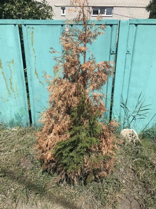 Уважаемые дачники, подскажите, что случилось с туей и можжевельником на втором фото?