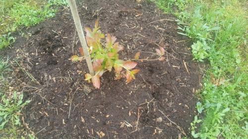 Подскажите, пожалуйста, что с кустиками голубики?