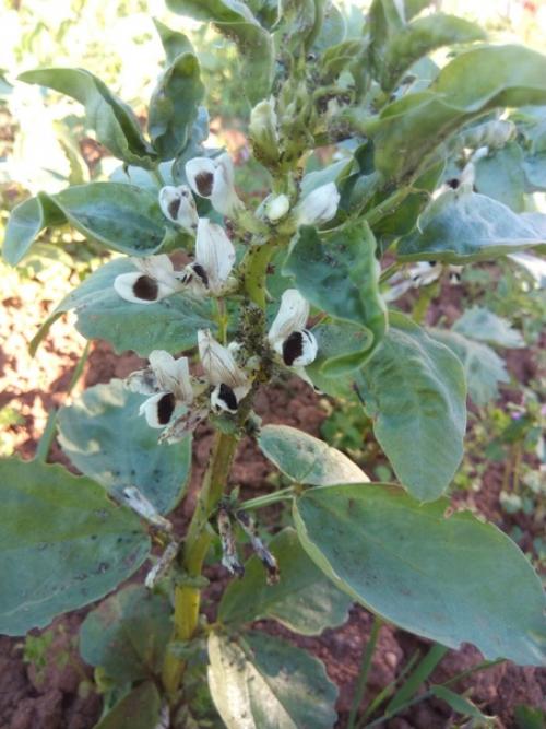 Проблема с бобами. 01