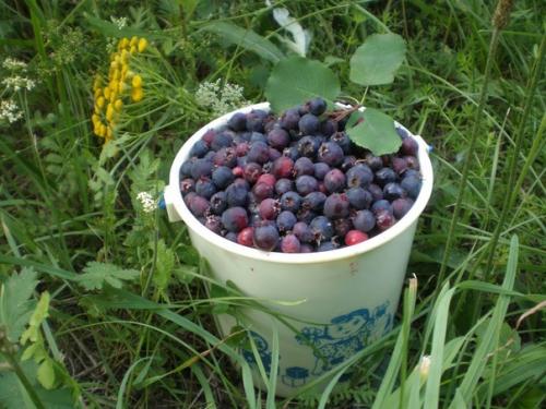 Плоды ирги - хорошее поливитаминное средство. 02