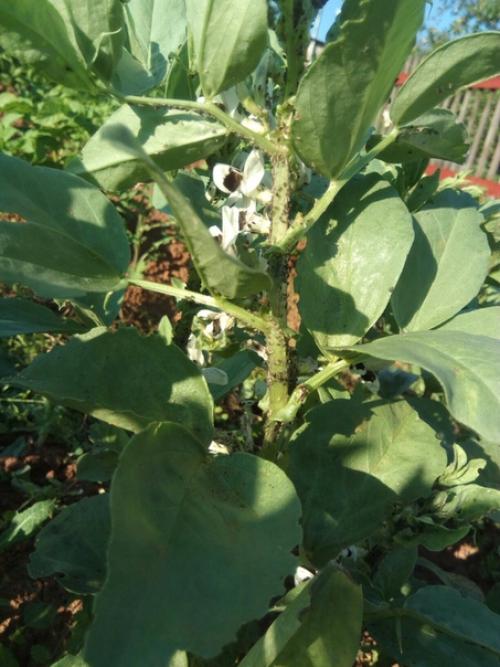 Проблема с бобами. 02