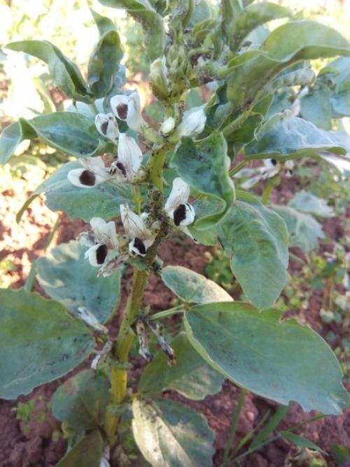 Проблема с бобами.