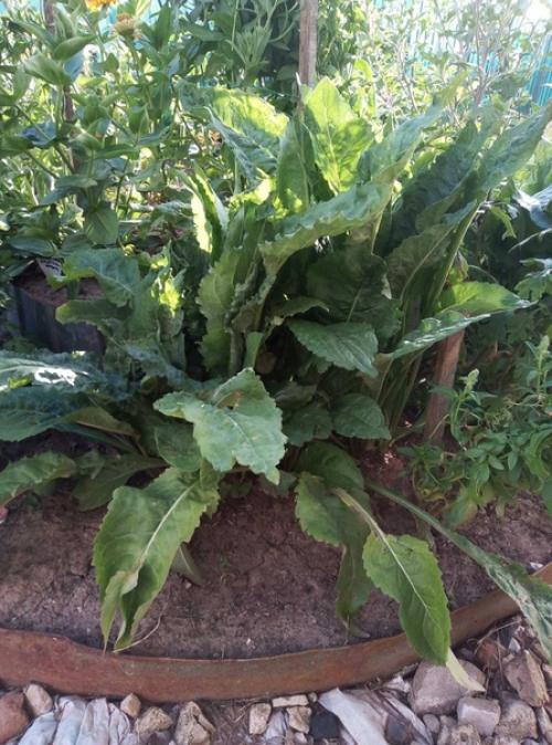 Здравствуйте.  Посадили 2 года назад на клумбу разные многолетники. 01