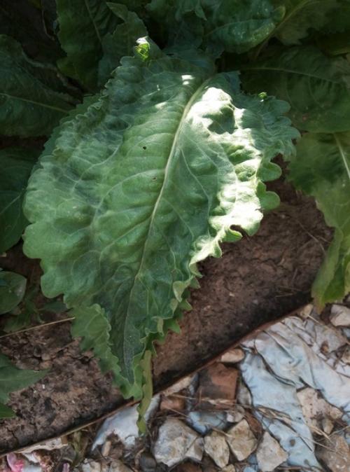 Здравствуйте.  Посадили 2 года назад на клумбу разные многолетники.