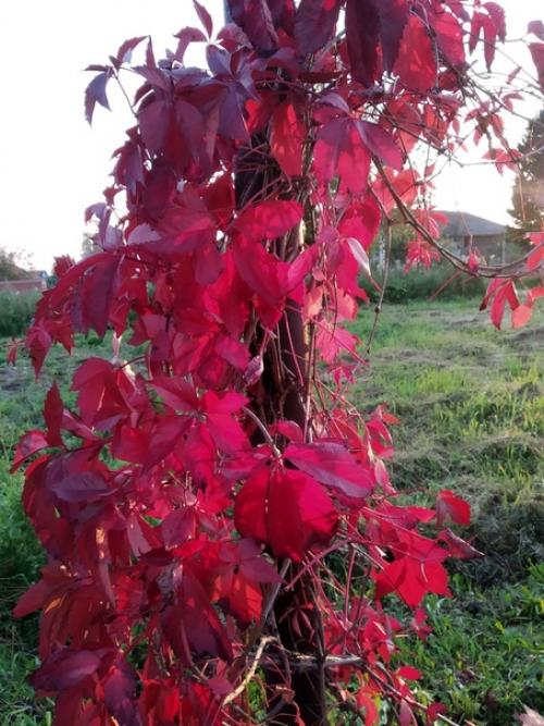 Подписчица сообщества идеи для сада дача прислала. 01
