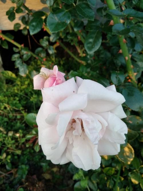 Подписчица сообщества идеи для сада дача прислала.