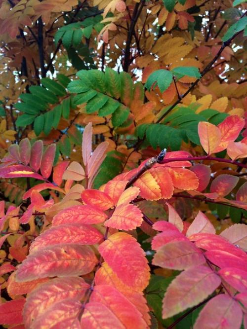 С добрым утром прислала подписчица сообщества идеи для сада дача.