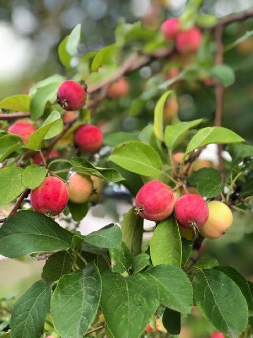 С добрым утром прислала подписчица сообщества идеи для сада дача. 02