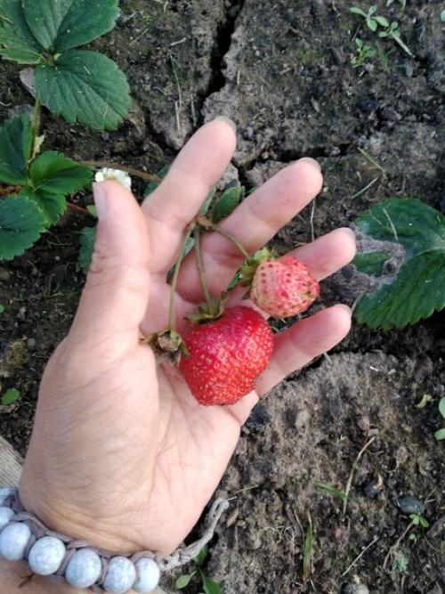 Подписчица сообщества идеи для сада дача прислала. 06