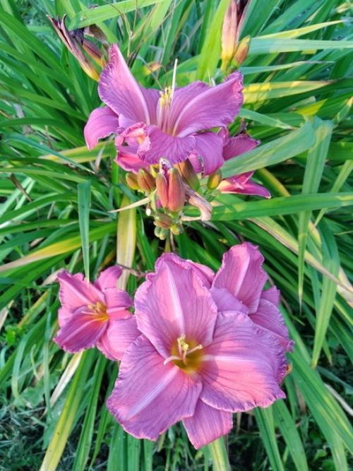 Подписчица сообщества идеи для сада дача прислала. 04