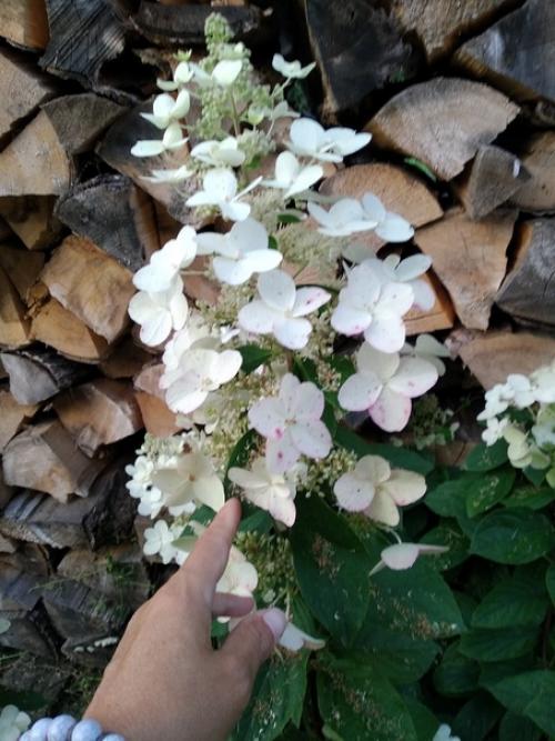 Подписчица сообщества идеи для сада дача прислала. 03