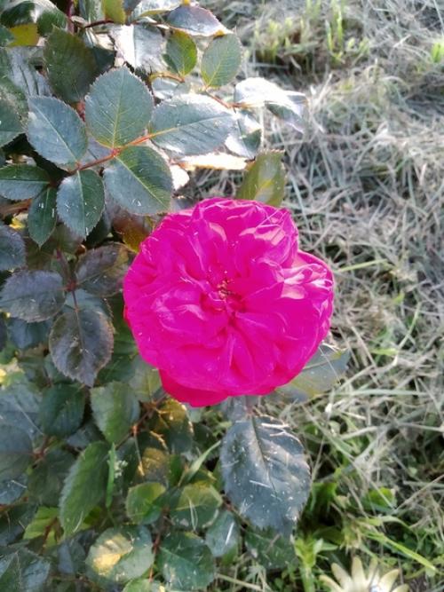 Подписчица сообщества идеи для сада дача прислала. 07