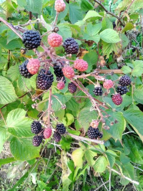 Подписчица сообщества идеи для сада дача прислала. 05