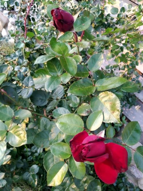 Подписчица сообщества идеи для сада дача прислала. 02