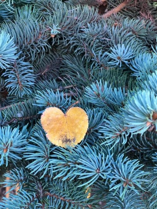 С добрым утром прислала подписчица сообщества идеи для сада дача. 01