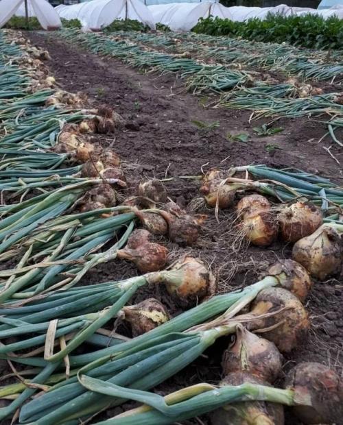 Рекомендации для получения богатого урожая лука: 
