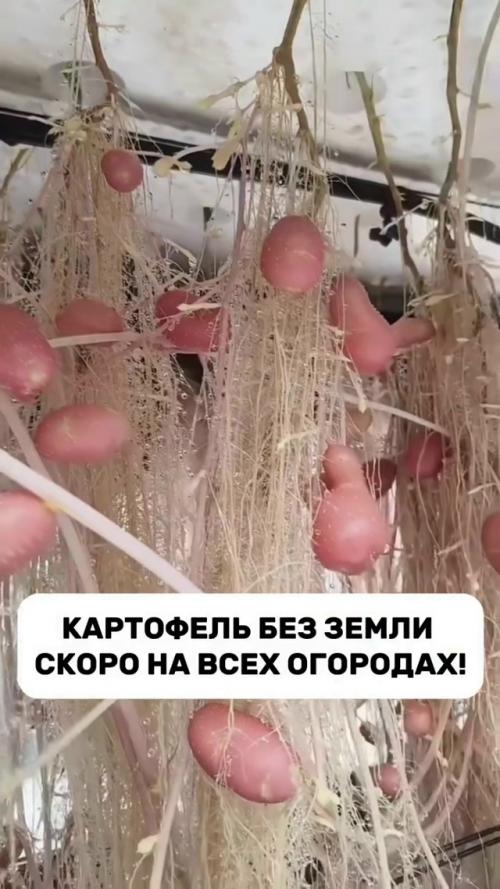 Выращивание картофеля без использования грунта - это больше не вымысел! 01