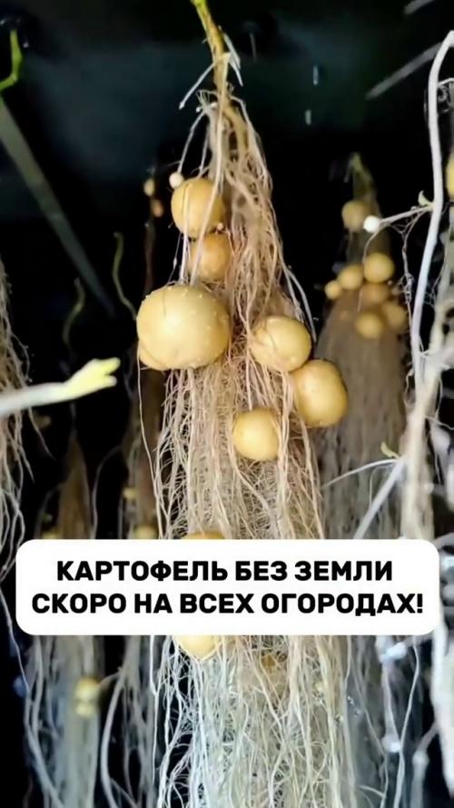 Выращивание картофеля без использования грунта - это больше не вымысел! 
