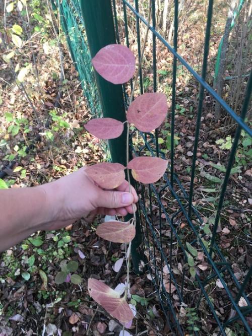 Подскажите, пожалуйста, что это?