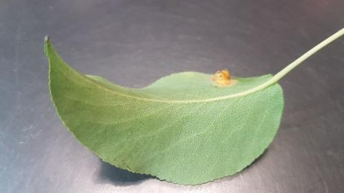 Здравствуйте, что происходит с грушей, сливой. 02