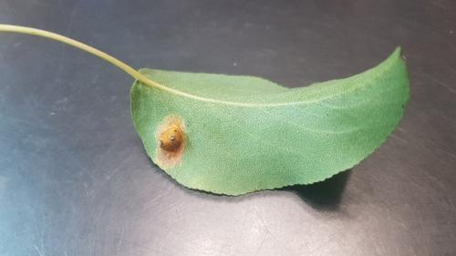 Здравствуйте, что происходит с грушей, сливой. 01