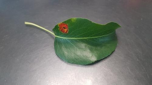 Здравствуйте, что происходит с грушей, сливой.  