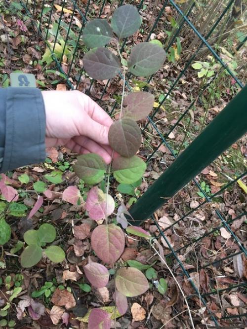 Подскажите, пожалуйста, что это? 01