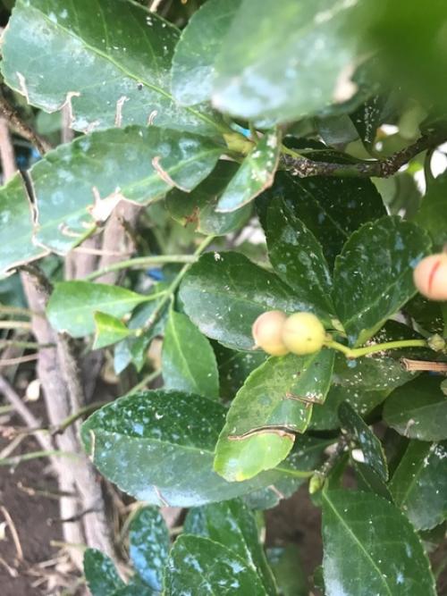 Подскажите пожалуйста как бороться с этим чудом? 01