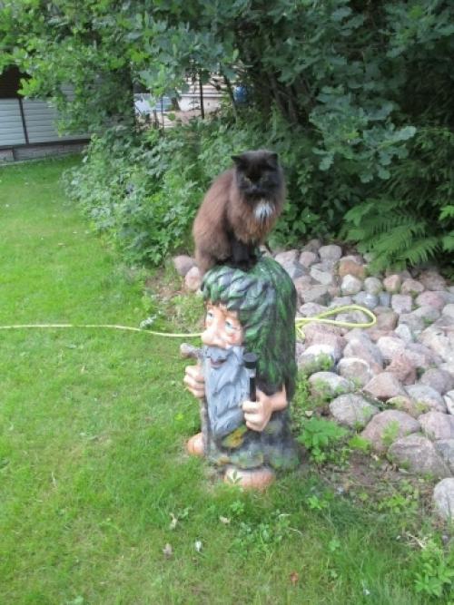 Моя дача - банька, белые растут прямо на участке, альпийская Горка, пруд. 04