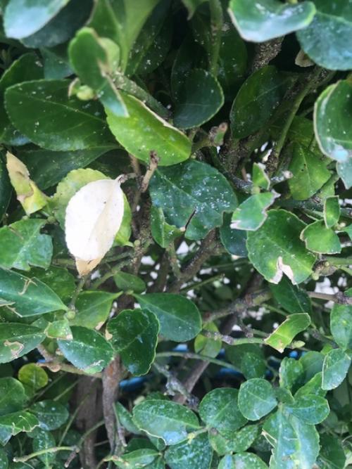 Подскажите пожалуйста как бороться с этим чудом? 02