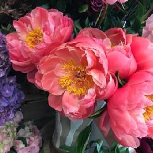 Флавоны - вид травянистых пионов, в их цветках есть красящий пигмент - флавон, придающий им кремовый или палевый оттенки. 01