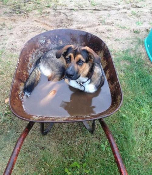 А как ещё спасаться от жары.