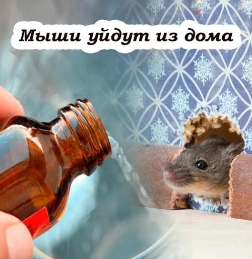 Мыши исчезнут навсегда: эффективный метод избавления от грызунов на длительный период. 
