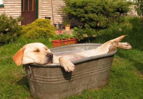 А как ещё спасаться от жары. 01