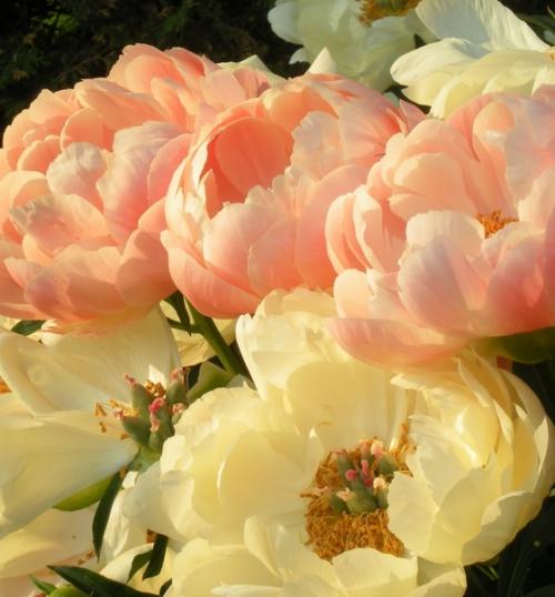 Флавоны - вид травянистых пионов, в их цветках есть красящий пигмент - флавон, придающий им кремовый или палевый оттенки. 02