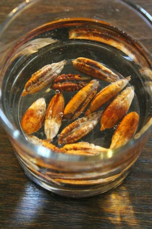 Из косточки финика возможно вырастить финиковую пальму.
