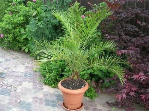 Из косточки финика возможно вырастить финиковую пальму. 02