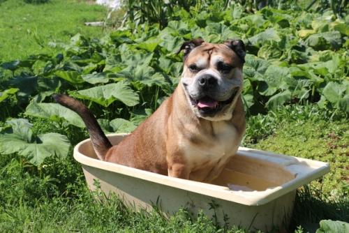 А как ещё спасаться от жары. 02