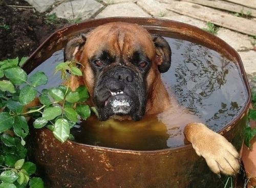 А как ещё спасаться от жары. 05