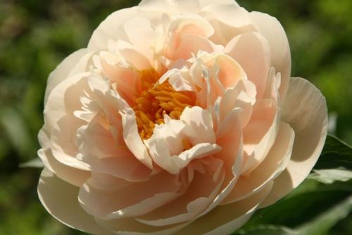 Флавоны - вид травянистых пионов, в их цветках есть красящий пигмент - флавон, придающий им кремовый или палевый оттенки. 03