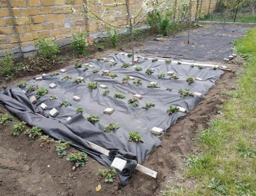 Доказано, что клубника, посаженная на агроволокно, быстрее созревает и намного лучше плодоносит. 04