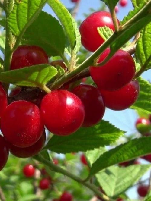 Секреты получения крупной, сочной и сладкой вишни. 01