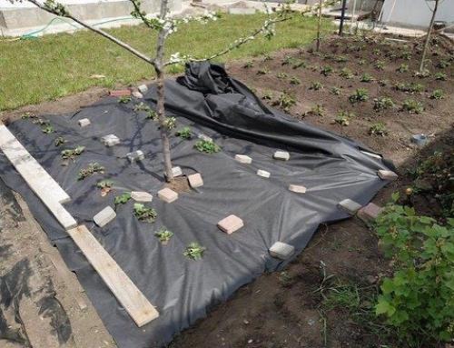 Доказано, что клубника, посаженная на агроволокно, быстрее созревает и намного лучше плодоносит. 02